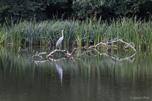 Héron cendré et son reflet dans l'eau