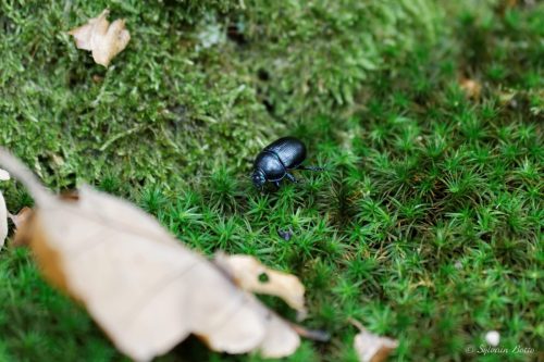 Scarabée sur tapis de mousse