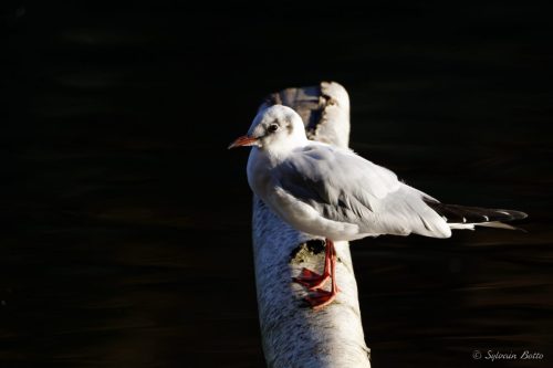 Mouette posée sur une branche