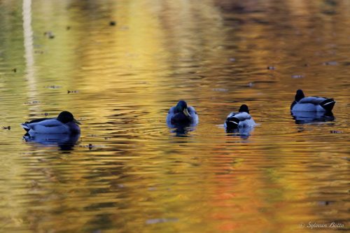 Canards et leurs reflets sur l'eau sur couleurs d'automne