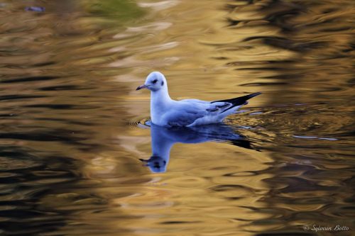 Mouette et son reflet sur l'eau sur fond couleurs d'automne
