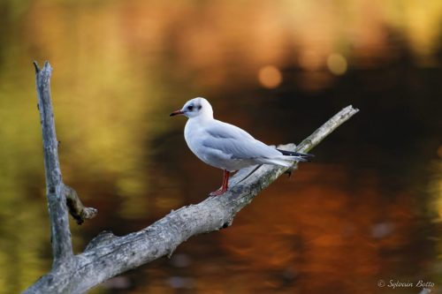 Mouette sur sa branche aux couleur de l'automne en fond