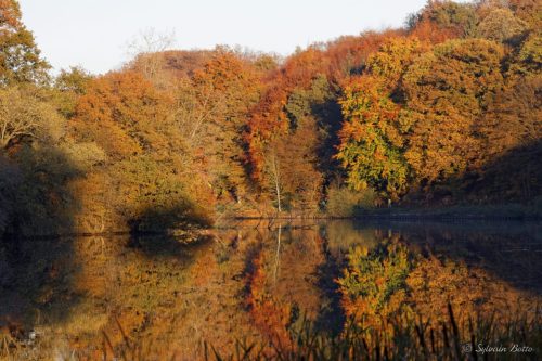 Etangs de la Minière à l'automne