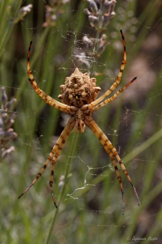 Araignée sur sa toile