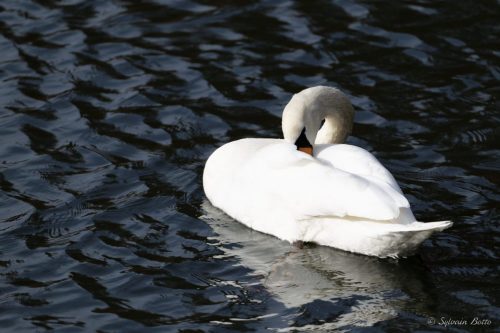 Cygne avec bec dans les plumes