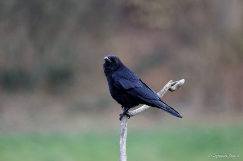 Corneille sur sa branche