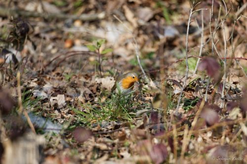 Rouge-gorge dans l'herbe