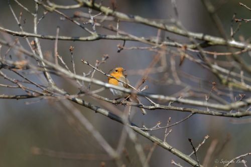 Rouge-gorge sur une branche