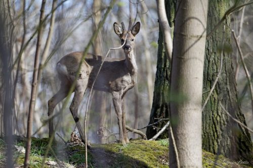 Jeune chevreuil sur les hauteurs