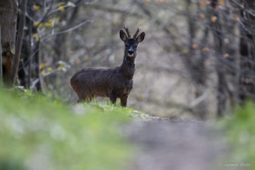 Jeune adulte chevreuil