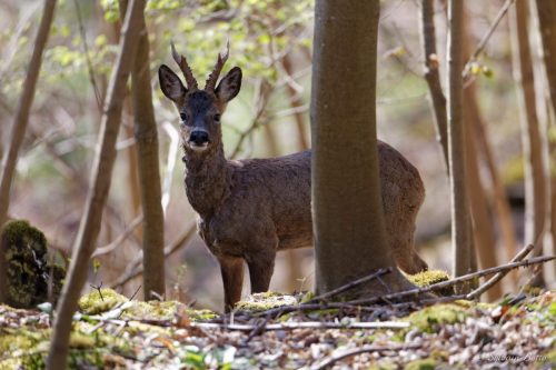 Chevreuil derrière un arbre me regardant