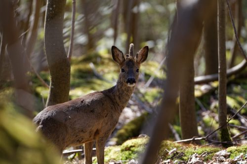 Très jeune chevreuil à une corne