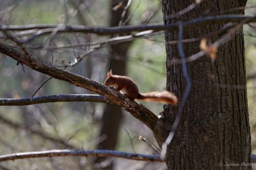Écureuil roux