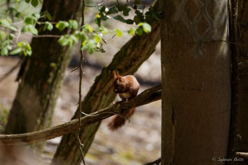 Écureuil roux mangeant un gland