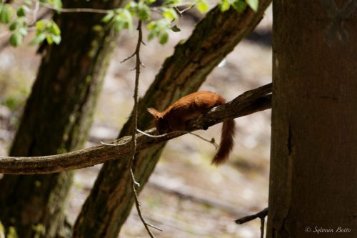 Écureuil roux sur une branche