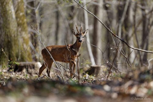 Chevreuil en train de marcher