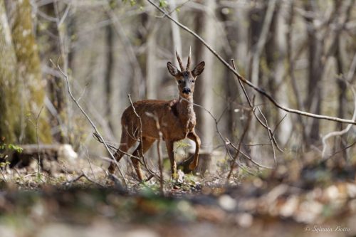Chevreuil à l'arrêt