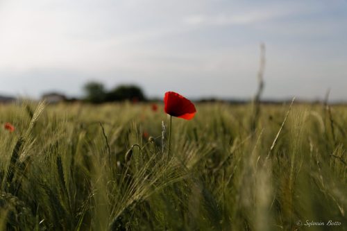 Coquelicot dans un champ