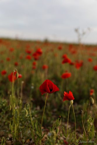 Champ de coquelicots