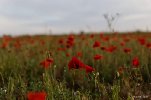 Champ de coquelicots