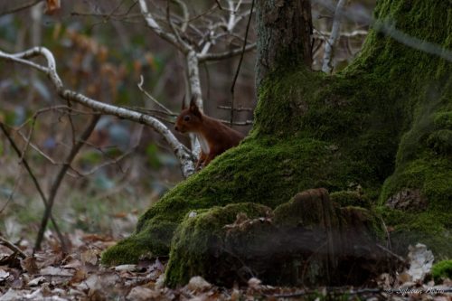 Écureuil roux  derrière un arbre