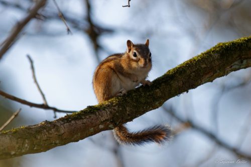 Tamia sur une branche aux Etangs de la Minière