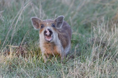 Marcassin apprivoisé