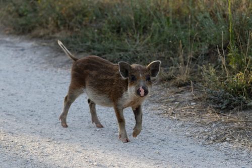Marcassin apprivoisé sur un chemin