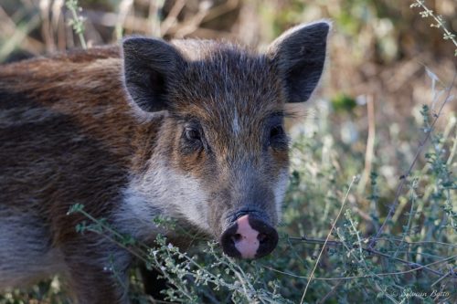 Portrait d'un marcassin apprivoisé