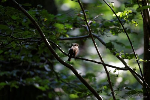 Oiseau dans la lumière