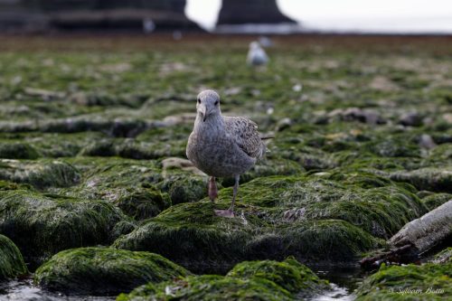 Goéland me regardant