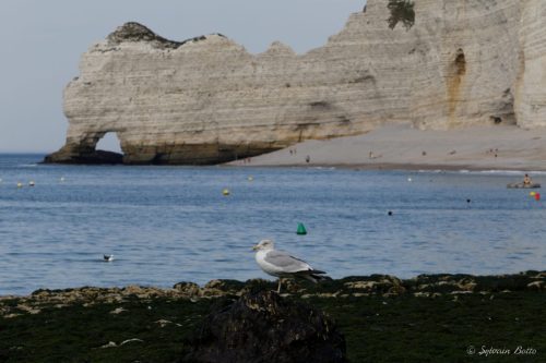 Goéland sur fond des falaises d'Etretat
