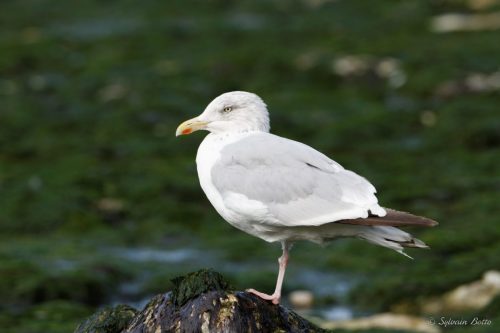 Goéland sur un rocher couvert d'algues
