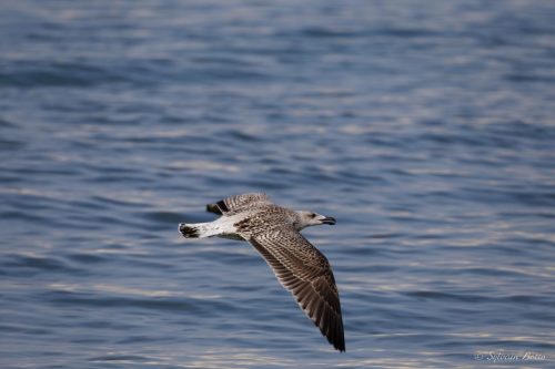 Goéland en plein vol