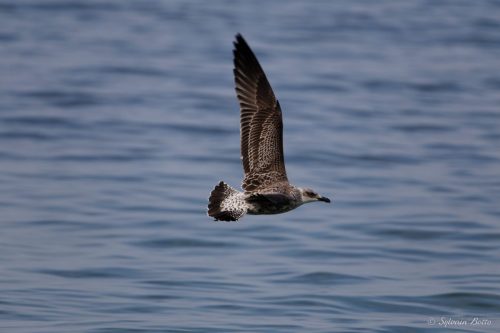 Goéland en plein vol