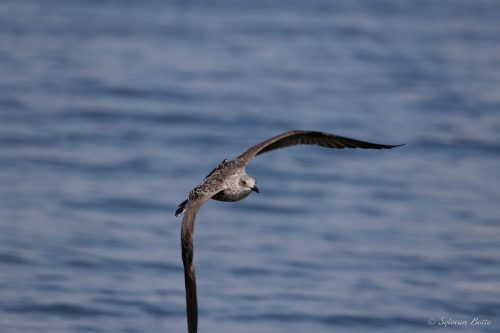 Goéland en plein vol