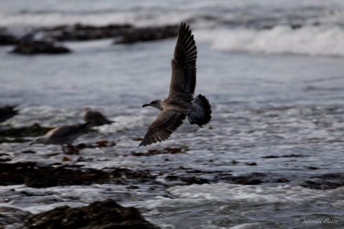 Goéland en plein vol
