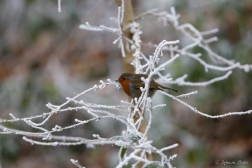Rouge-gorge sur branche givrée