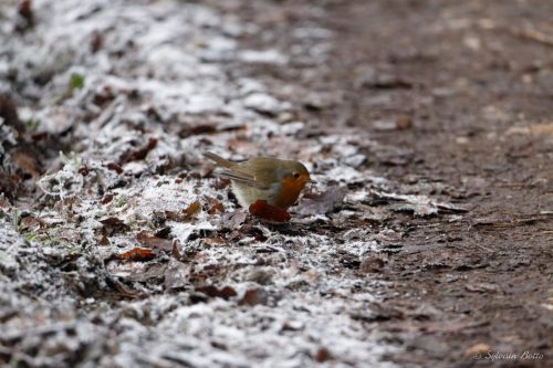 Rouge-gorge sur chemin d'hiver