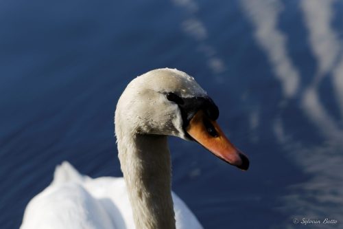 Portrait d'un cygne
