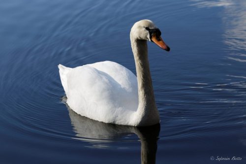 Cygne