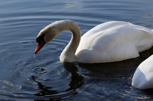 Cygne sortant la tête de l'eau