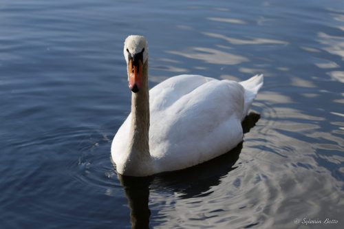 Cygne