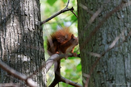 Écureuil roux sur une branche