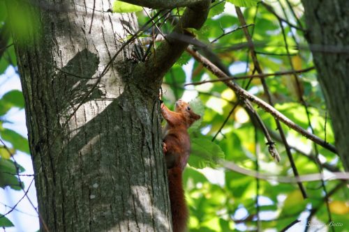 Écureuil roux sur un tronc d'arbre