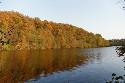 Etang de la Minière à l'automne