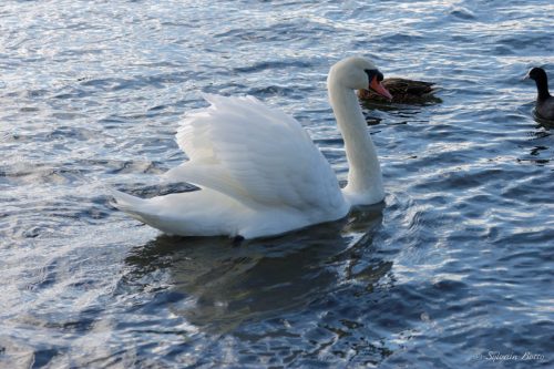 Cygne au comportement agressif