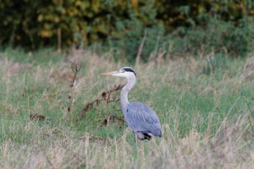 Héron cendré dans l'herbe