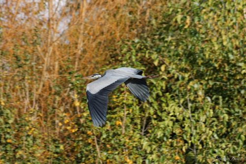 Héron cendré en plein vol