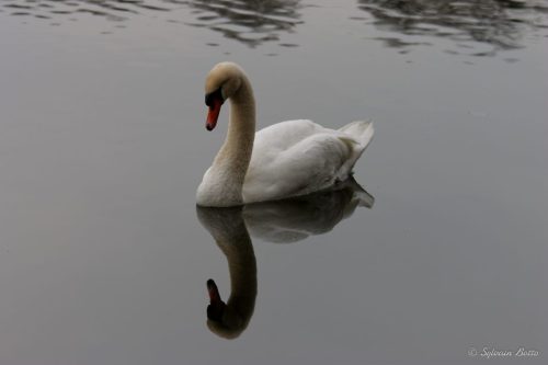 Cygne et son reflet dans l'eau